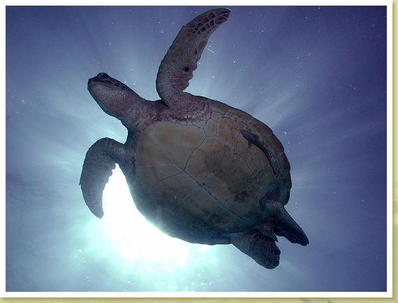 223-Green Sea Turtle & Slender Suckerfish